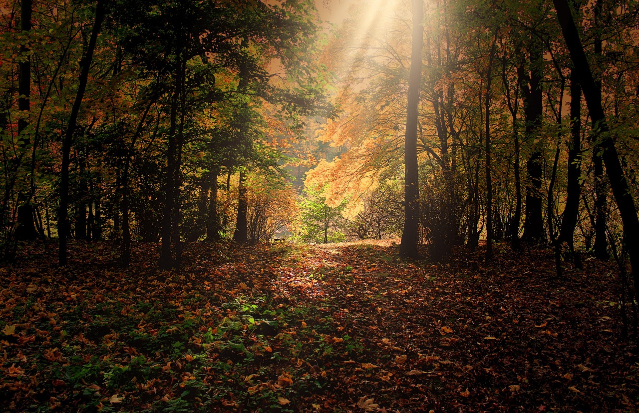 autumn, sunbeams, forest, leaves, foliage, autumn leaves, autumn foliage, autumn colors, autumn season, fall foliage, fall leaves, fall colors, nature, trees, woods, woodlands, glade, autumn, autumn, autumn, autumn, autumn, forest, forest, leaves, leaves, autumn leaves, autumn leaves, autumn leaves, fall leaves