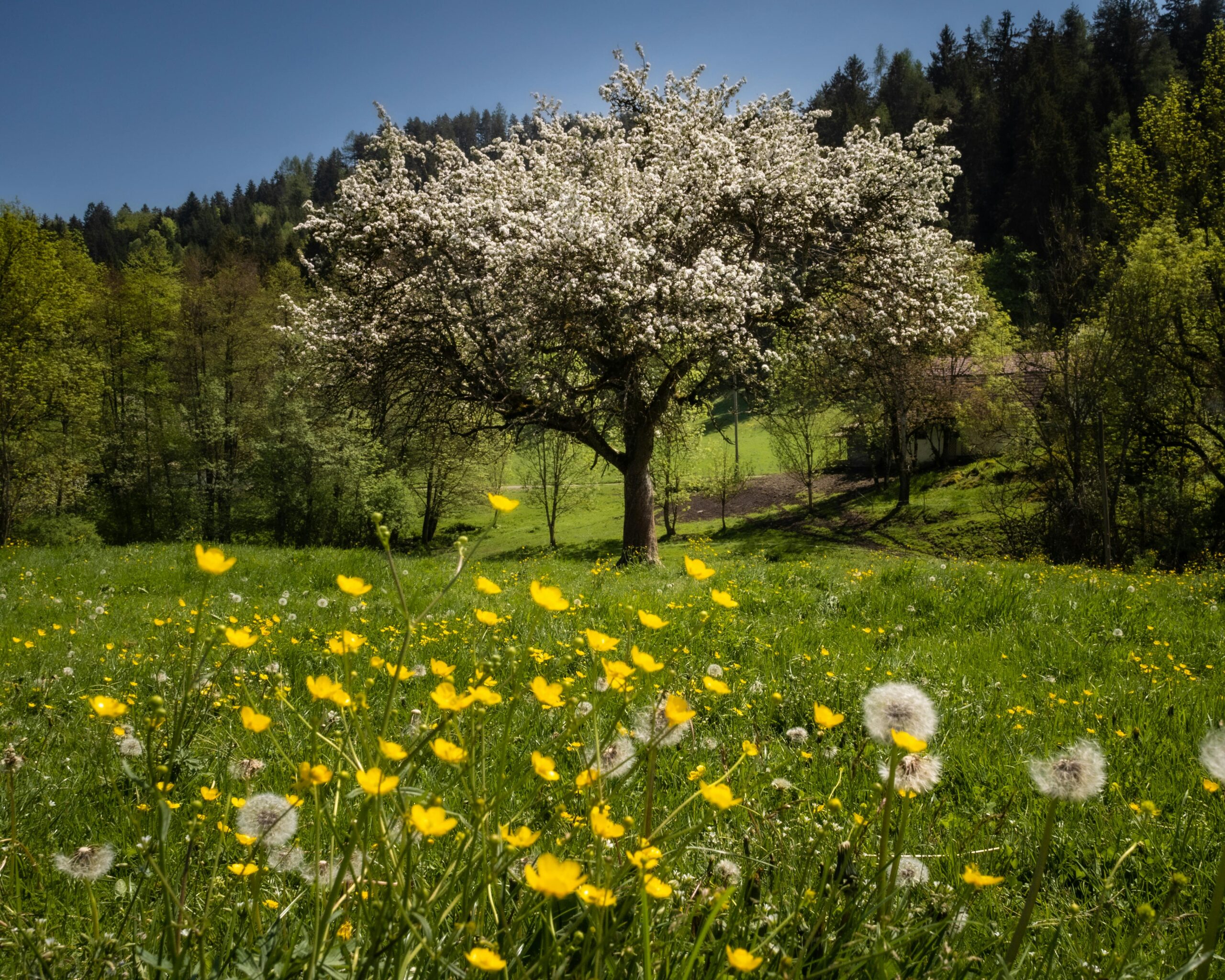 Beautiful spring landscape with blooming tree and flowers in Klagenfurt am Wörthersee.