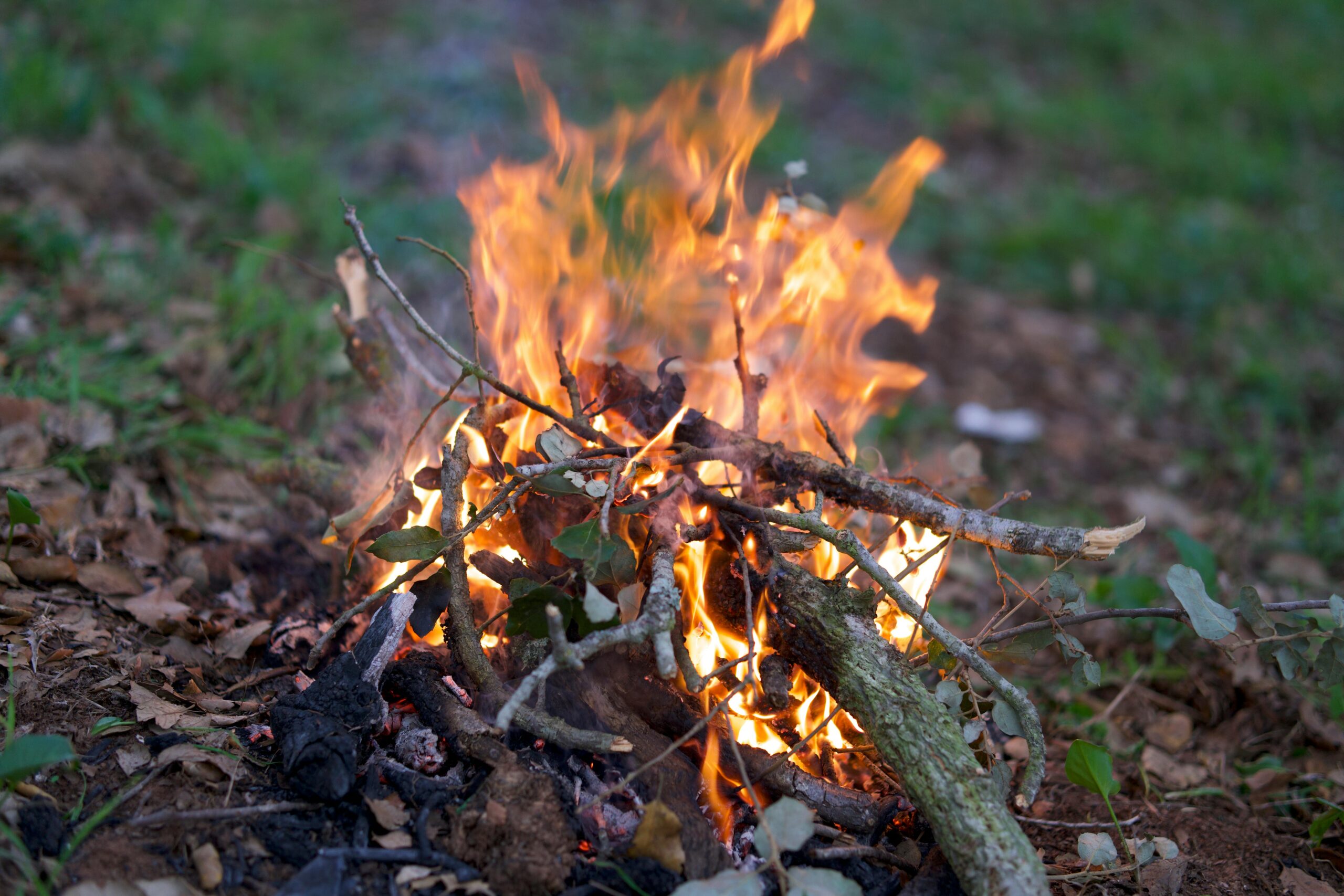 Close-up of a campfire burning in a forested area, showcasing nature and warmth.