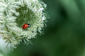 Cultiver la gratitude, pour bien vivre et travailler ensemble ?