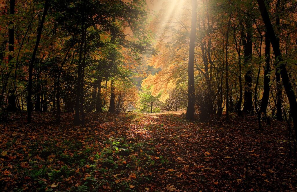 autumn, sunbeams, forest, leaves, foliage, autumn leaves, autumn foliage, autumn colors, autumn season, fall foliage, fall leaves, fall colors, nature, trees, woods, woodlands, glade, autumn, autumn, autumn, autumn, autumn, forest, forest, leaves, leaves, autumn leaves, autumn leaves, autumn leaves, fall leaves