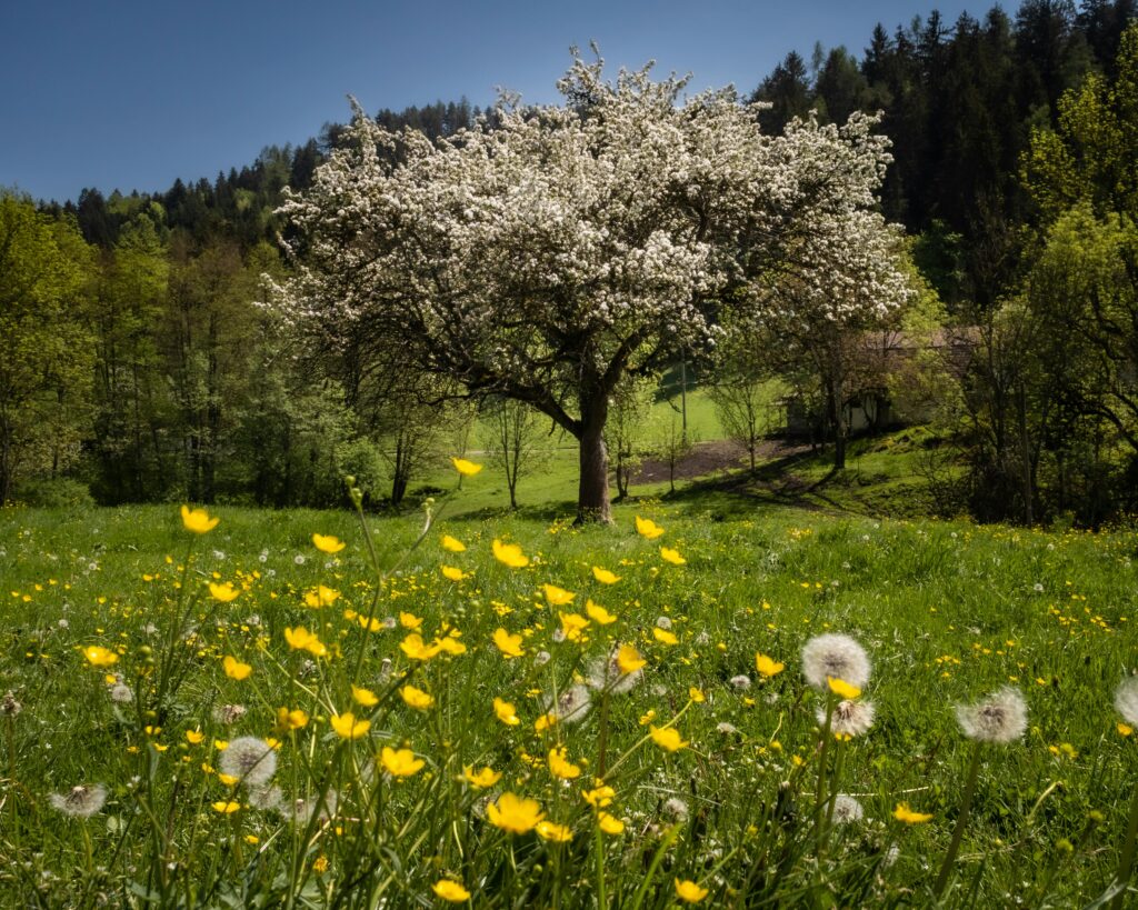 Beautiful spring landscape with blooming tree and flowers in Klagenfurt am Wörthersee.