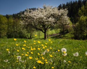 Beautiful spring landscape with blooming tree and flowers in Klagenfurt am Wörthersee.