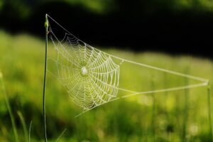 A delicate spiderweb intricately woven between blades of grass, glistening in the early morning light.