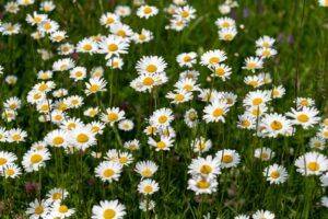 A vibrant field of chamomile daisies blooming in spring, showcasing nature's beauty.