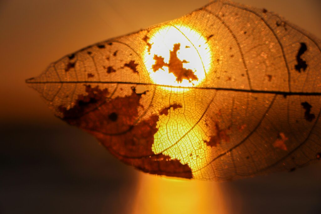 Close-up of a transparent, dried leaf with the sun illuminating it at sunset.