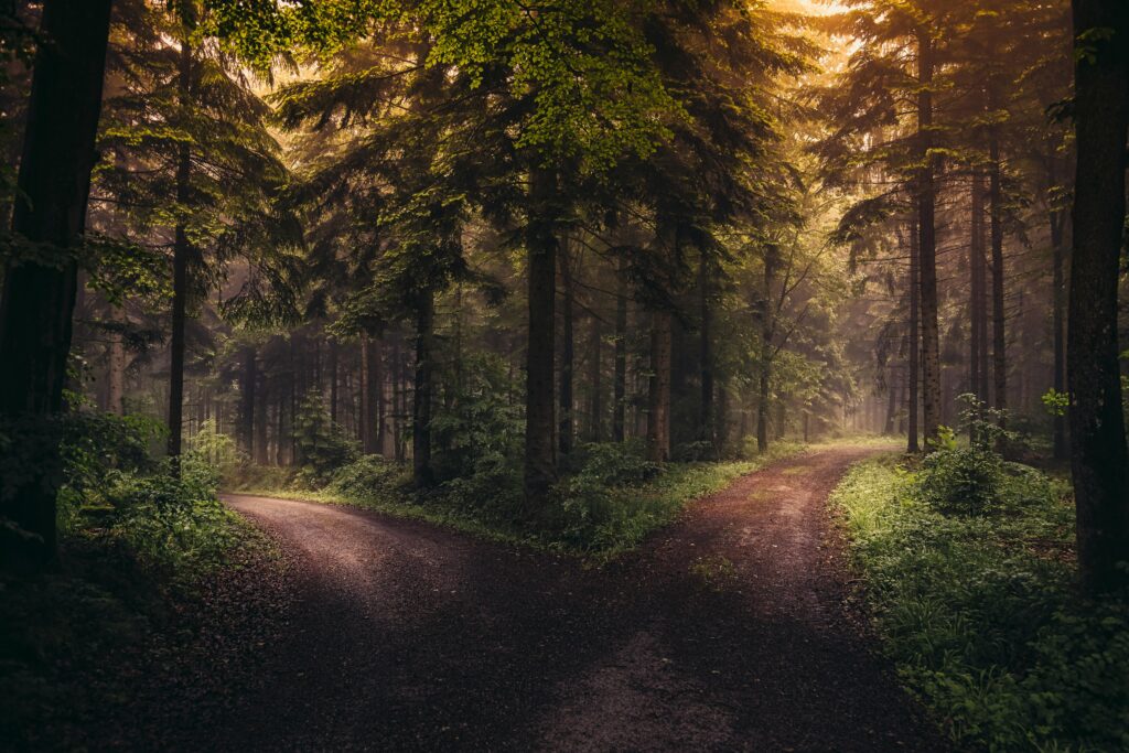 A serene dirt road divides in a lush forest at sunrise, enveloped in mist.