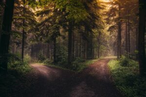 A serene dirt road divides in a lush forest at sunrise, enveloped in mist.